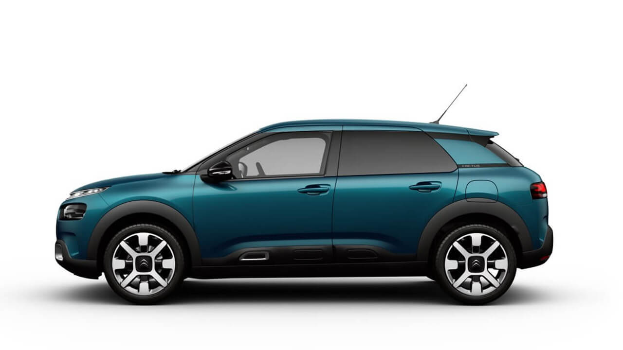 C4 Cactus